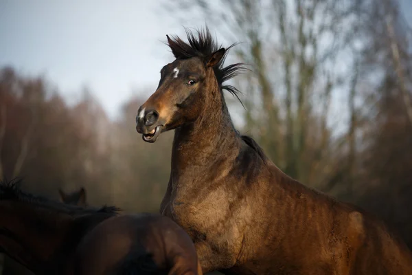 Çayırdaki atlar — Stok fotoğraf