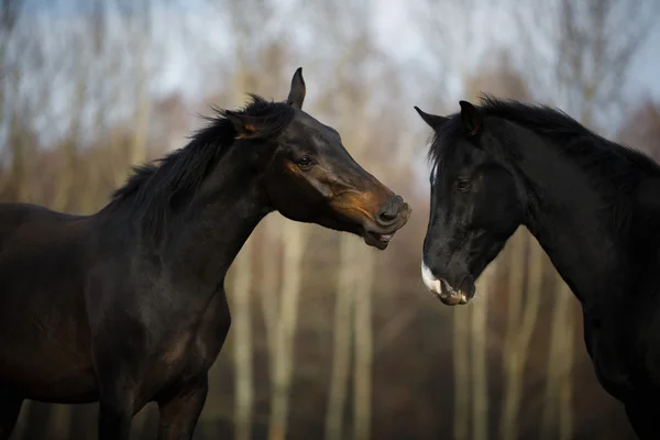 Paarden op de weide — Stockfoto