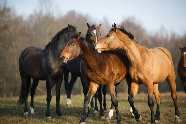 Paarden op de weide — Stockfoto