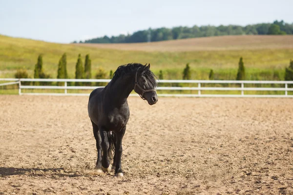 Portrait d'un cheval frisien — Photo