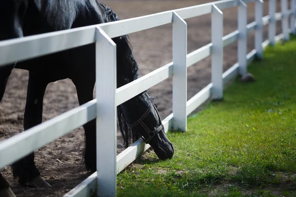 Frisian Horse Grazing — Stock Photo, Image