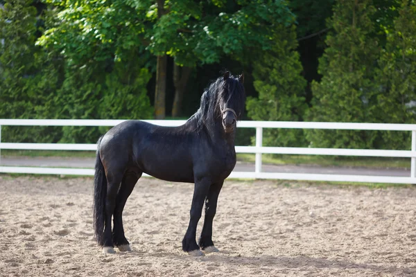 Retrato de un caballo frisón — Foto de Stock