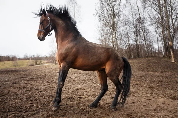 Juokseva hevonen — kuvapankkivalokuva