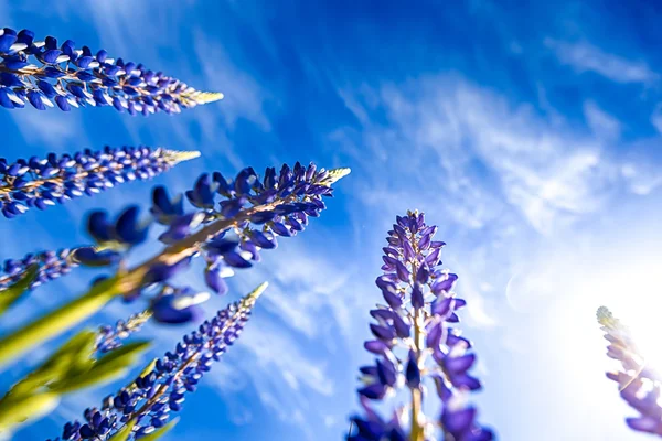 Violet Lupine Flowers — Stock Photo, Image