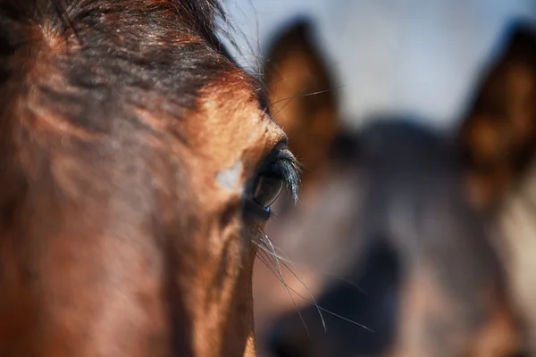 Detalle de ojo de caballo — Foto de Stock