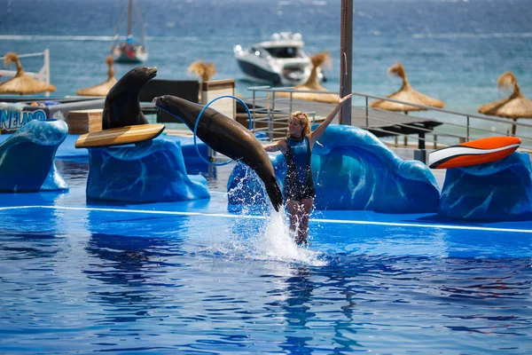 Golfinhos show em Palma de Maiorca — Fotografia de Stock