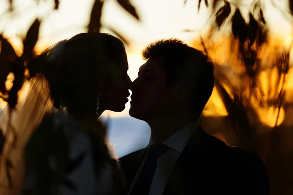 Silhouette des Hochzeitspaares — Stockfoto