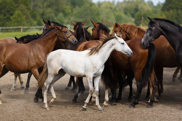 Herd van paarden — Stockfoto