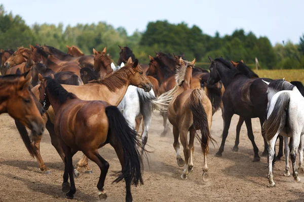 Manada de cavalos — Fotografia de Stock