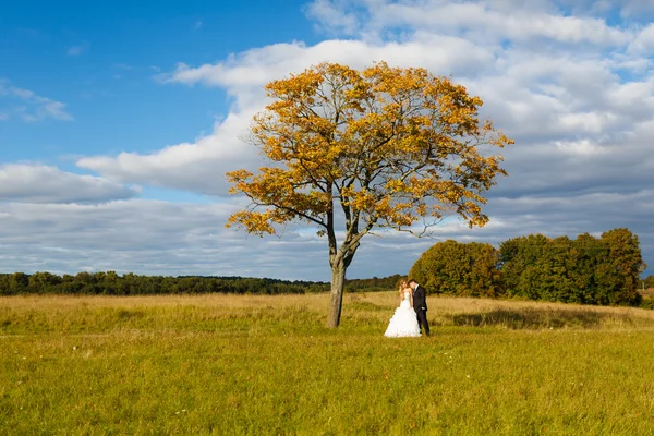 Braut und Bräutigam umarmen sich auf dem Feld — Stockfoto