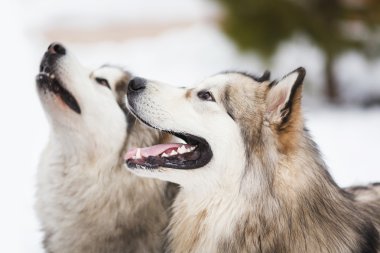 İki köpek doğurmak-in malamutes