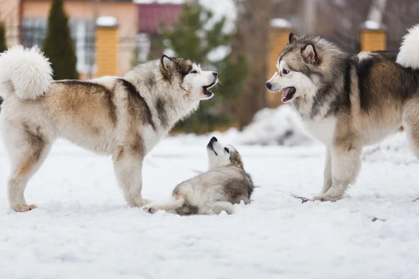 Aile köpek doğurmak-in malamutes — Stok fotoğraf