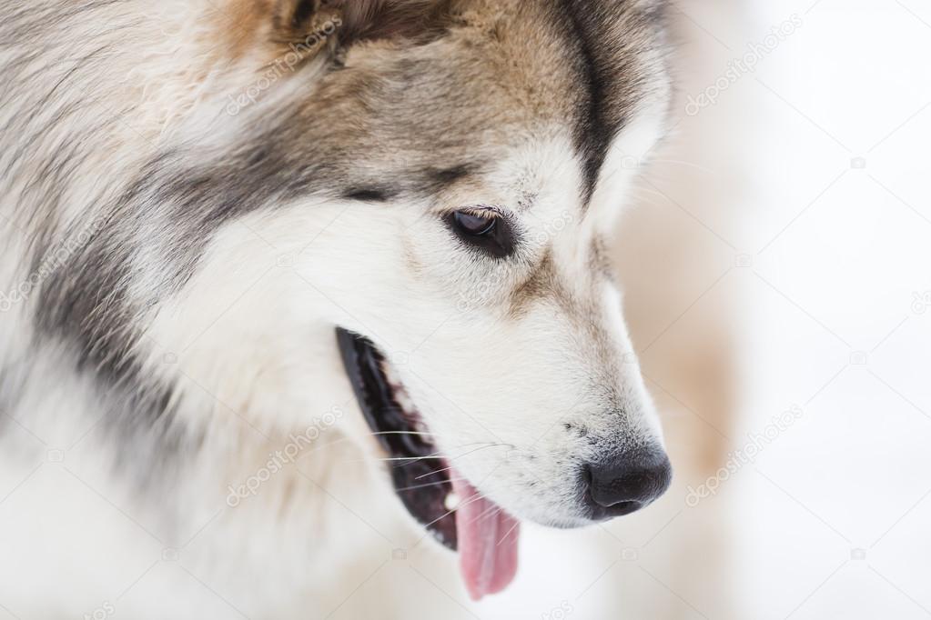 The dog of malamute