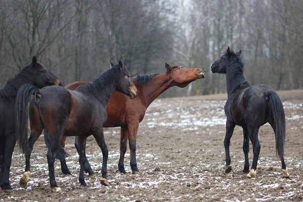 Paarden op de weide — Stockfoto