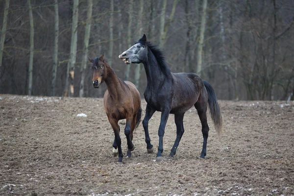 Pferde auf der Weide — Stockfoto