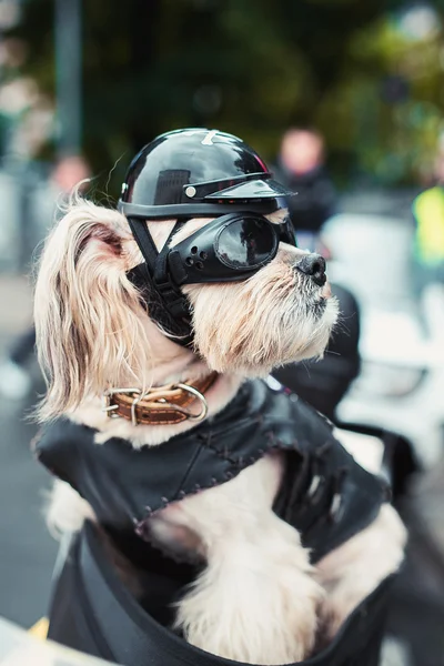 güçlü bisikletçinin köpek