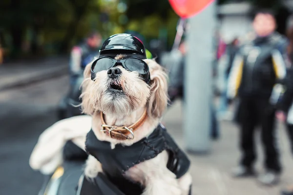 Güçlü bisikletçinin köpek — Stok fotoğraf