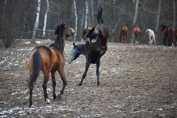 Konie na łące — Zdjęcie stockowe
