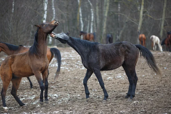 Paarden op de weide — Stockfoto