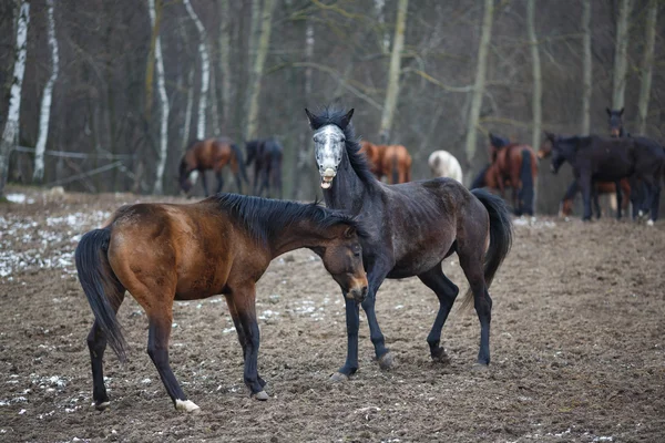 Lovak a réten — Stock Fotó