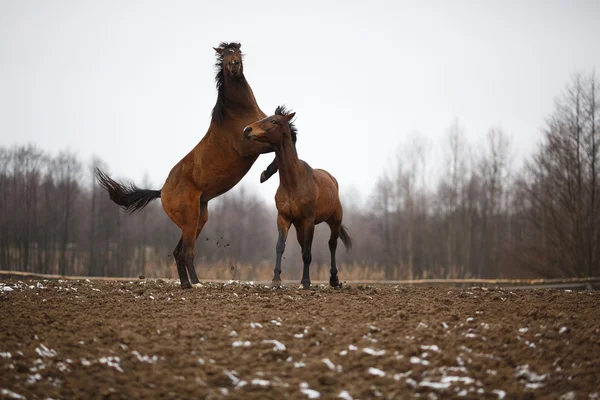 Paarden op de weide — Stockfoto