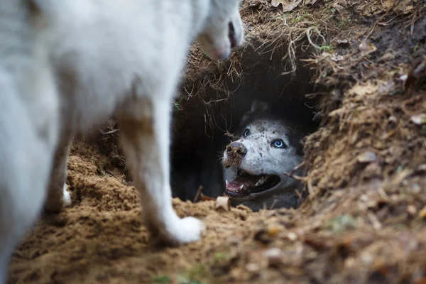 Husky en un agujero —  Fotos de Stock