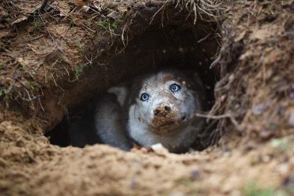 Husky i ett hål — Stockfoto