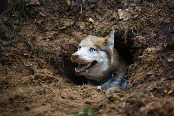 Bir deliğe Husky