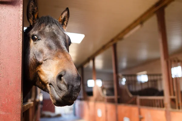 Caballo en un establo —  Fotos de Stock