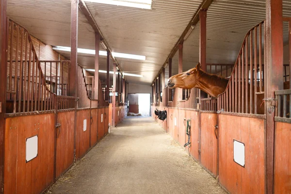 Pferd im Stall — Stockfoto