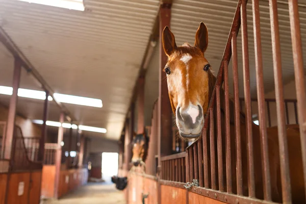 Pferd im Stall — Stockfoto