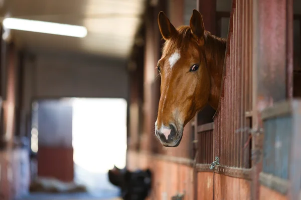 Cavalo em um estábulo — Fotografia de Stock