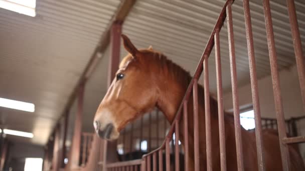 Cavalo em um estábulo — Vídeo de Stock