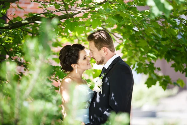 Kiss of bride and groom — Stock Photo, Image