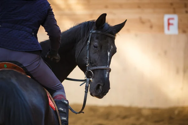 Reiter auf dem Pferd — Stockfoto