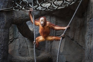 Çocuk orangutanın
