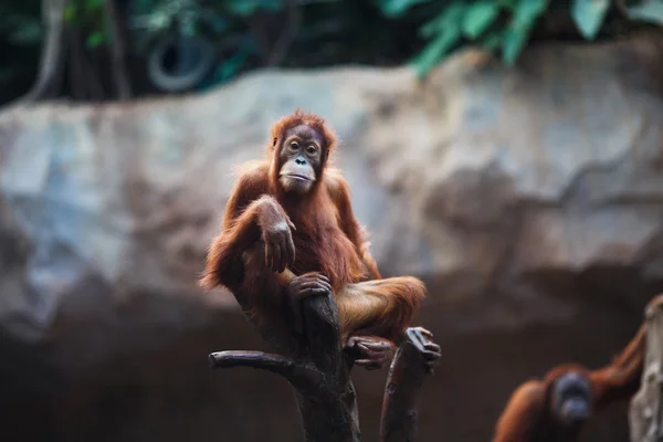 Portrét ženy orangutan — Stock fotografie