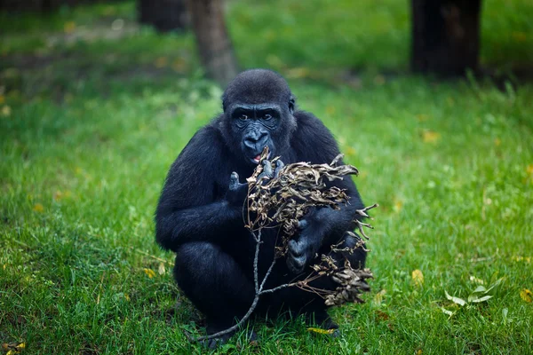 Chimpanzee eats a dry twig — Stock Photo, Image