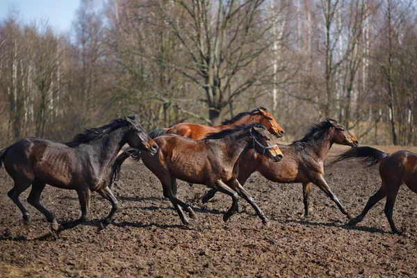 Chevaux de course — Photo