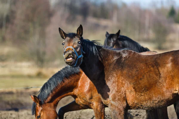 Snuiven paard — Stockfoto