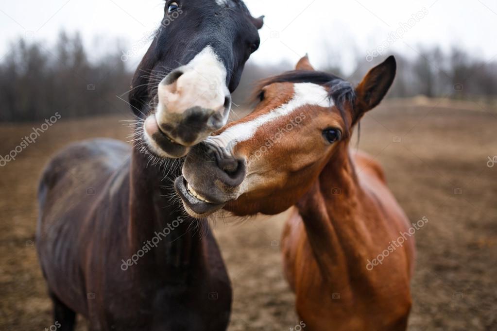 Funny horses