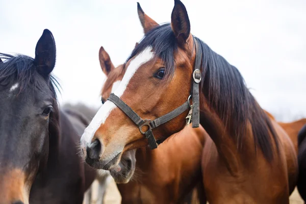 Portrait de chevaux — Photo