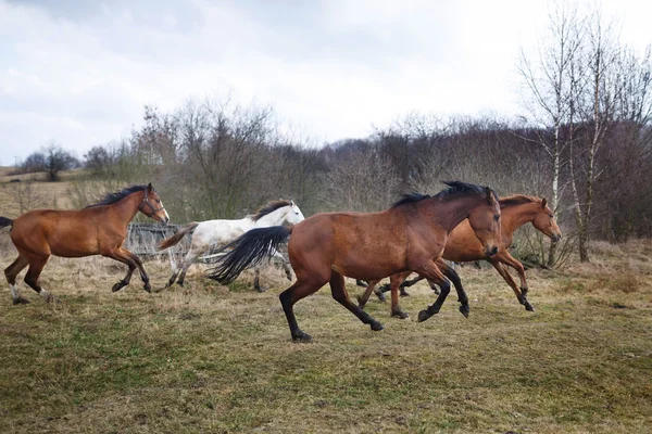 Renpaarden — Stockfoto