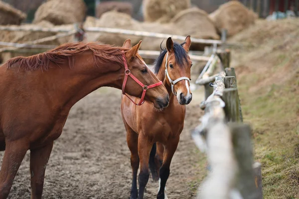 Paarden in stal — Stockfoto