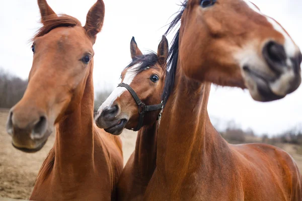 Portret van paarden — Stockfoto