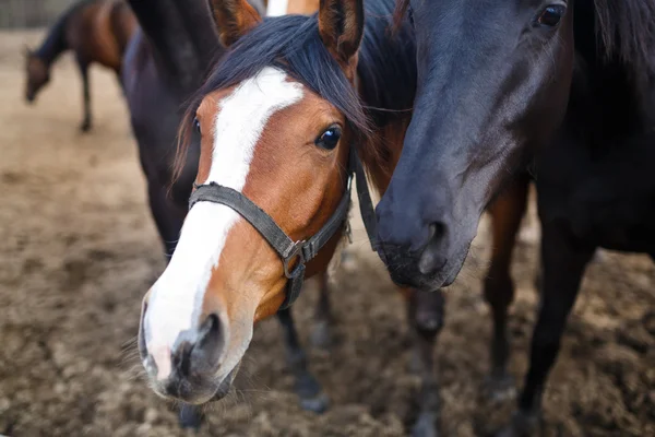 Portret van paarden — Stockfoto