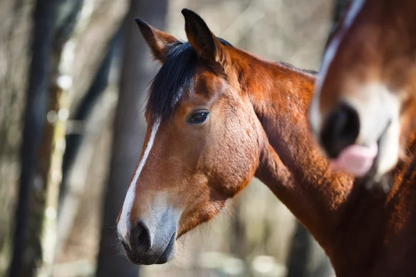 Wild horses — Stock Photo, Image