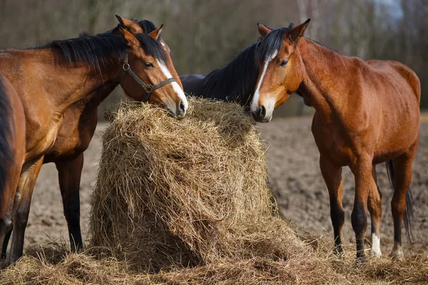 Chevaux mangeant — Photo