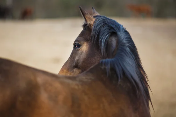 Wild horses — Stock Photo, Image