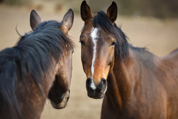 Cavalos selvagens — Fotografia de Stock